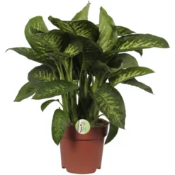 Dieffenbachie, Dieffenbachia Seguine »Tropic Snow«