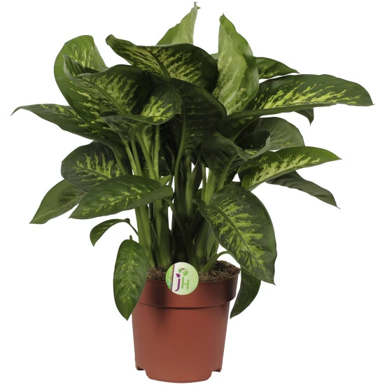 Dieffenbachie, Dieffenbachia Seguine »Tropic Snow« 3 Dieffenbachie, Dieffenbachia Seguine »Tropic Snow«