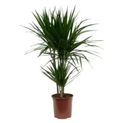 Gartenkrone Drachenbaum, Dracaena Marginata, Im Kunststoff-Kulturtopf