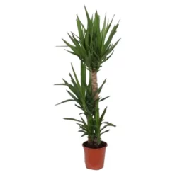 Gartenkrone Palmlilie, Yucca Elephantipes, Im Kunststoff-Kulturtopf -Wohnen Wohndeko Verkäufe unnamed file 3869