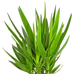 Gartenkrone Palmlilie, Yucca Elephantipes, Im Kunststoff-Kulturtopf -Wohnen Wohndeko Verkäufe unnamed file 3870