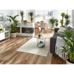 Gartenkrone Palmlilie, Yucca Elephantipes, Im Kunststoff-Kulturtopf -Wohnen Wohndeko Verkäufe unnamed file 3871