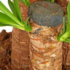 Gartenkrone Palmlilie, Yucca Elephantipes, Im Kunststoff-Kulturtopf -Wohnen Wohndeko Verkäufe unnamed file 3872