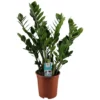 Gartenkrone Glücksfeder, Zamioculcas Zamiifolia, Im Kunststoff-Kulturtopf -Wohnen Wohndeko Verkäufe unnamed file 3874