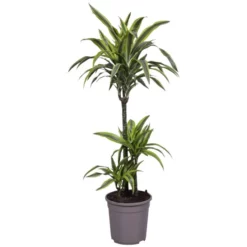 Gartenkrone Drachenbaum, Dracaena Fragrans »Lemon Lime«