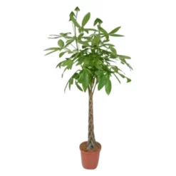 Gartenkrone Gluecksbaum, Pachira Aquatica