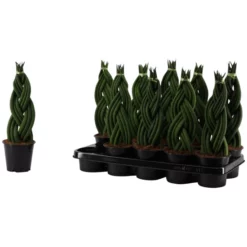 Gartenkrone Bogenhanf, Sansevieria Cylindrica