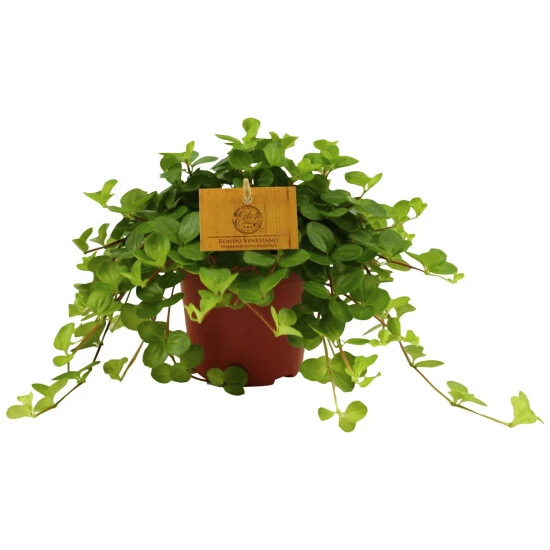 Gartenkrone Zwergpfeffer, Peperomia Rotundifolia »Rondo Venetiano«, Im Kunststoff-Kulturtopf 3 Gartenkrone Zwergpfeffer, Peperomia Rotundifolia »Rondo Venetiano«, Im Kunststoff-Kulturtopf