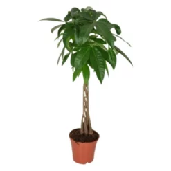 Gartenkrone Gluecksbaum, Pachira Aquatica