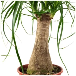 Gartenkrone Elefantenfuss, Beaucarnea Recurvata, Im Kunststoff-Kulturtopf 13 Gartenkrone Elefantenfuss, Beaucarnea Recurvata, Im Kunststoff-Kulturtopf -Wohnen Wohndeko Verkäufe unnamed file 39