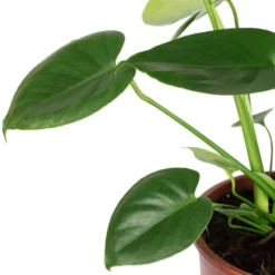 Fensterblatt, Monstera Deliciosa, Im Kunststoff-Kulturtopf -Wohnen Wohndeko Verkäufe unnamed file 4