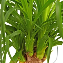 Gartenkrone Elefantenfuss, Beaucarnea Recurvata, Im Kunststoff-Kulturtopf 14 Gartenkrone Elefantenfuss, Beaucarnea Recurvata, Im Kunststoff-Kulturtopf -Wohnen Wohndeko Verkäufe unnamed file 40