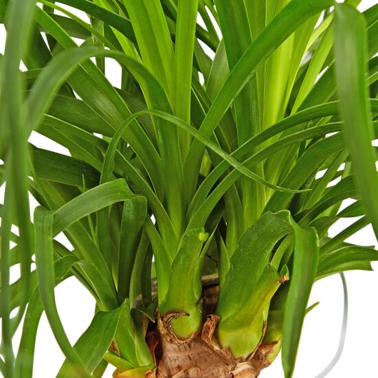 Gartenkrone Elefantenfuss, Beaucarnea Recurvata, Im Kunststoff-Kulturtopf 8 Gartenkrone Elefantenfuss, Beaucarnea Recurvata, Im Kunststoff-Kulturtopf – Bild 6