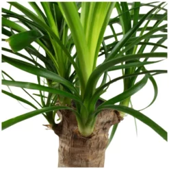 Gartenkrone Elefantenfuss, Beaucarnea Recurvata, Im Kunststoff-Kulturtopf 15 Gartenkrone Elefantenfuss, Beaucarnea Recurvata, Im Kunststoff-Kulturtopf -Wohnen Wohndeko Verkäufe unnamed file 41