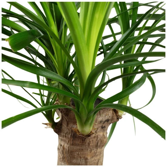 Gartenkrone Elefantenfuss, Beaucarnea Recurvata, Im Kunststoff-Kulturtopf 9 Gartenkrone Elefantenfuss, Beaucarnea Recurvata, Im Kunststoff-Kulturtopf – Bild 7