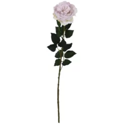 Seidenblume, Englische Rose, Altrosa