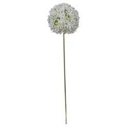 Seidenblume, Big Ball Allium, Creme