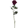 Seidenblume, Englische Rose, Lila