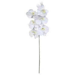 Seidenblume, Nachtfalter-Orchidee, Weiß