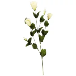 Seidenblume, Prärieglockenblume, Creme