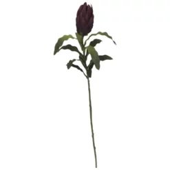 Seidenblume, Protea, Burgundrot