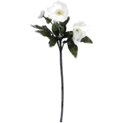 Seidenblume, Christrose, Creme