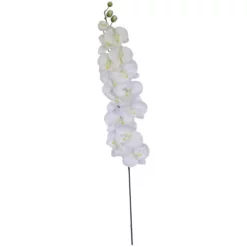 Seidenblume, Nachtfalter-Orchidee, Creme