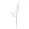 Seidenblume, Nachtfalter-Orchidee, Phalaenopsis, Creme