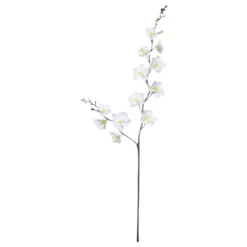 Seidenblume, Nachtfalter-Orchidee, Phalaenopsis, Creme