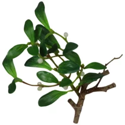 Seidenblume, Misterzweig, Grün