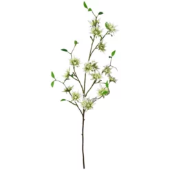 Seidenblume, Zaubernuss , Creme/grün