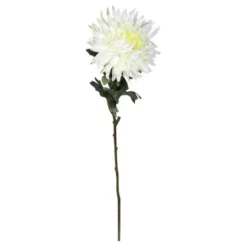 Seidenblume, Chrysantheme, Creme