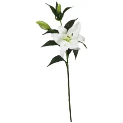 Seidenblume, Stargazerlilie, Weiß