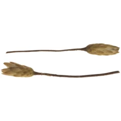 DIJK NATURAL COLLECTIONS Deko-Objekt, Holz, Creme