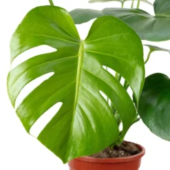 Fensterblatt, Monstera Deliciosa, Im Kunststoff-Kulturtopf -Wohnen Wohndeko Verkäufe unnamed file 5