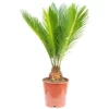 Japanischer Palmfarn Cycas Revoluta -Wohnen Wohndeko Verkäufe unnamed file 50