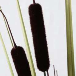 Dekozweig, Bunt -Wohnen Wohndeko Verkäufe unnamed file 5052