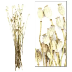 DIJK NATURAL COLLECTIONS Trockenblumen, Papier, Natur