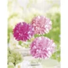 Rayher Pompons, Papier, Rosa -Wohnen Wohndeko Verkäufe unnamed file 5375