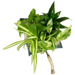 Pflanzenbild Ersatz-Pflanztasche Bepflanzt, Grün