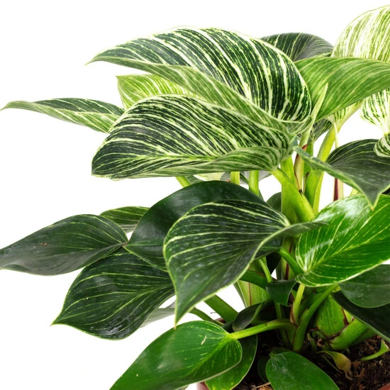 Flowerbox Zimmerpflanze, Baumfreund - Philodendron Birkin - Höhe Ca. 50 Cm, Topf-Ø 17 Cm 4 Flowerbox Zimmerpflanze, Baumfreund - Philodendron Birkin - Höhe Ca. 50 Cm, Topf-Ø 17 Cm – Bild 2