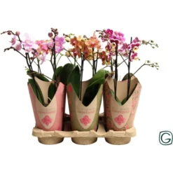 Orchidee, Phalaenopsis Hybrid »Multiflower Ultimate«, Blüte: Bunt