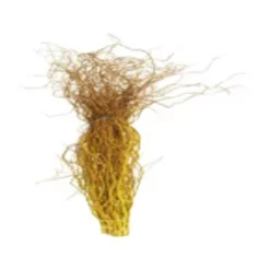 Schnittholz »Korkenzieherweide«, Rot