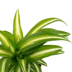 Grünlilie, Chlorophytum Comosum »Variegata«, Im Kunststoff-Kulturtopf 5 Grünlilie, Chlorophytum Comosum »Variegata«, Im Kunststoff-Kulturtopf -Wohnen Wohndeko Verkäufe unnamed file 551