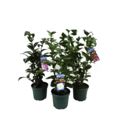 Kamelie, Camellia Japonica, Blüte: Farbmix