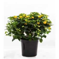 Wandelroeschen, Lantana Camara, Blüte: Orange