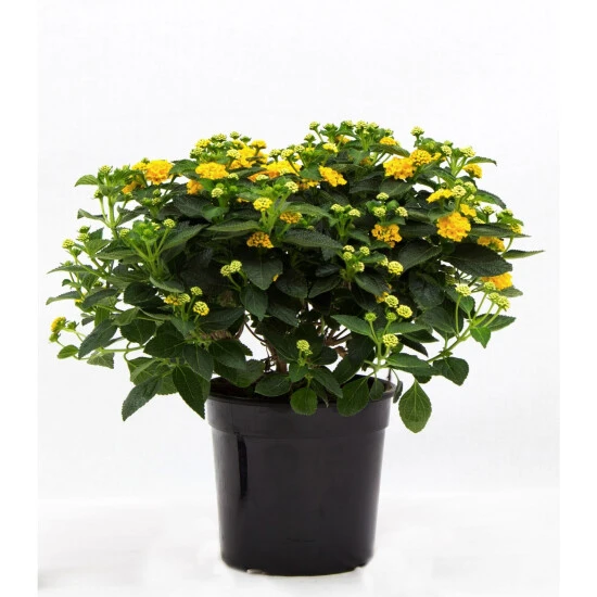 Wandelroeschen, Lantana Camara, Blüte: Orange 3 Wandelroeschen, Lantana Camara, Blüte: Orange