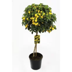 Wandelroeschen, Lantana Camara, Blüte: Gelb