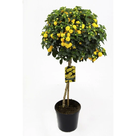 Wandelroeschen, Lantana Camara, Blüte: Gelb 3 Wandelroeschen, Lantana Camara, Blüte: Gelb