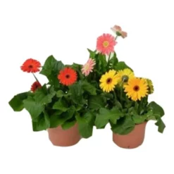 Gerbera Freiland, Gerbera Hybriden »Outdoor-Sorten«, Blüte: Farbmix